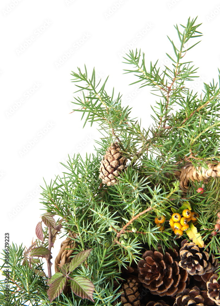 Obraz premium Christmas decor with wild berries, conifer cones, spruce branches on white background