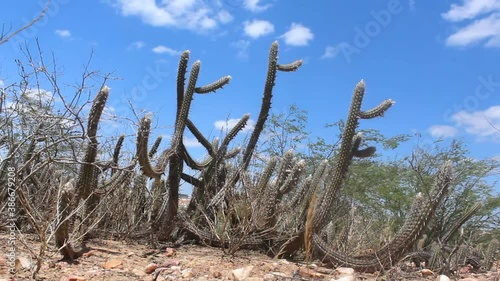 Vegetation of the Brazilian northeastern interior in the dry season
