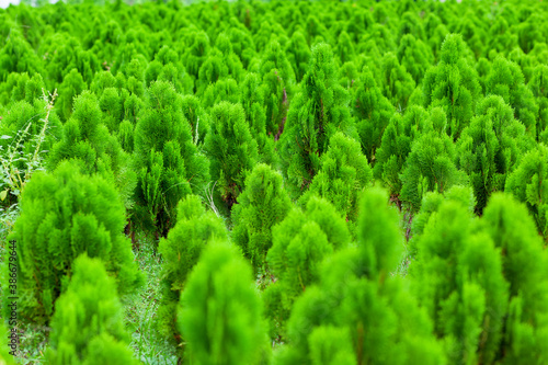 Tamarix dioica is an evergreen shrub tree. Arranged in a Tamarix dioica shrub green tree seedlings. Christmas tree in nature green and fresh background.