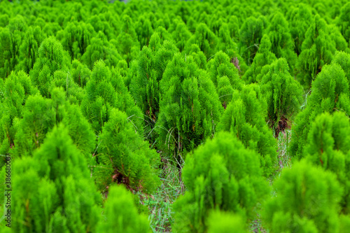 Tamarix dioica is an evergreen shrub tree. Arranged in a Tamarix dioica shrub green tree seedlings. Christmas tree in nature green and fresh background.