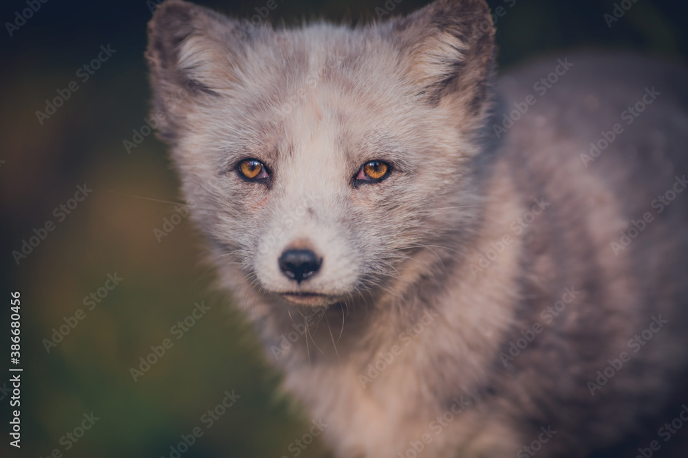 Portrait of a polar fox sitting in the grass in nature during the day in natural habitat