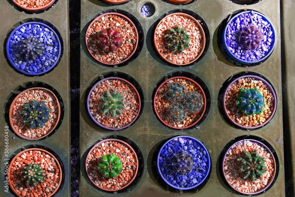 little  cactus  in mini flower pot