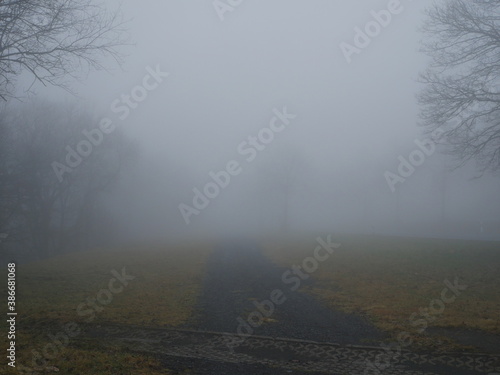 Baeume in dickem Nebel