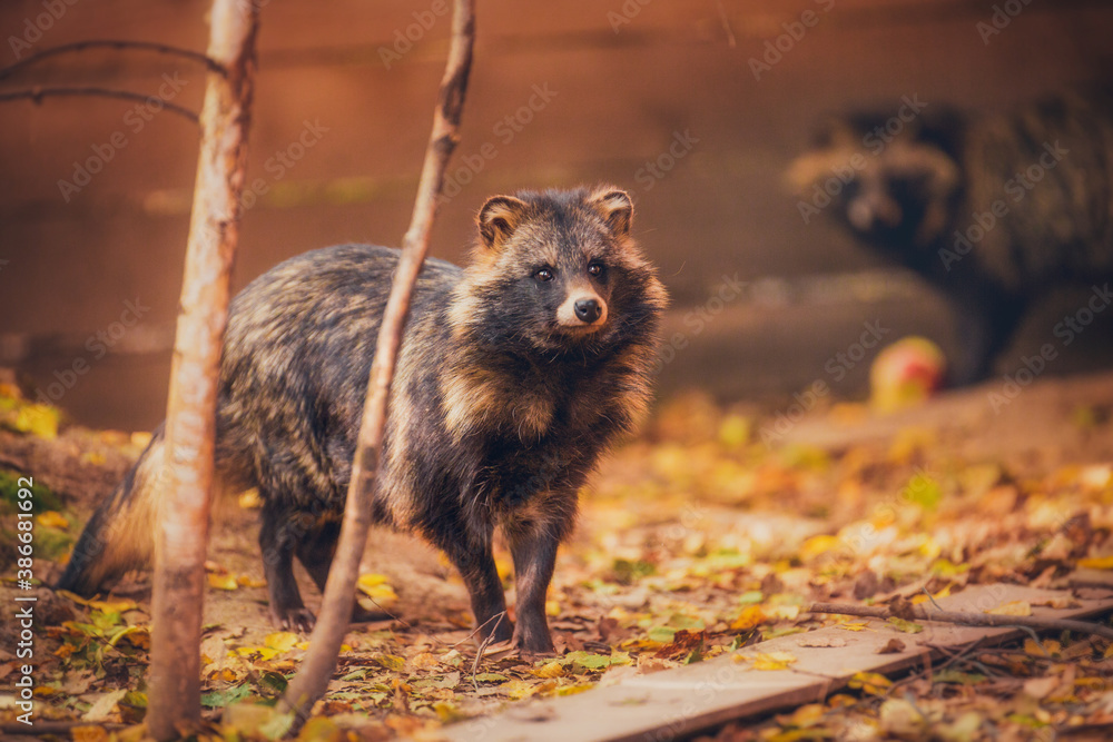 Raccoon dog in natural habitat, in the reserve, resting in summer Raccoon dog in natural habitat, in the reserve, resting in summer