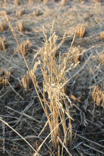 rice field in winter