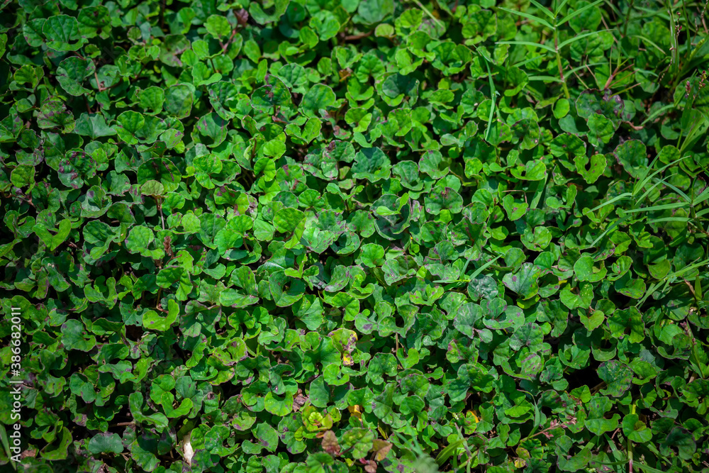 Fresh green leaves covered the land background. Little plants bed background. Fresh green leaves covered the land background. Little plants bed background.
