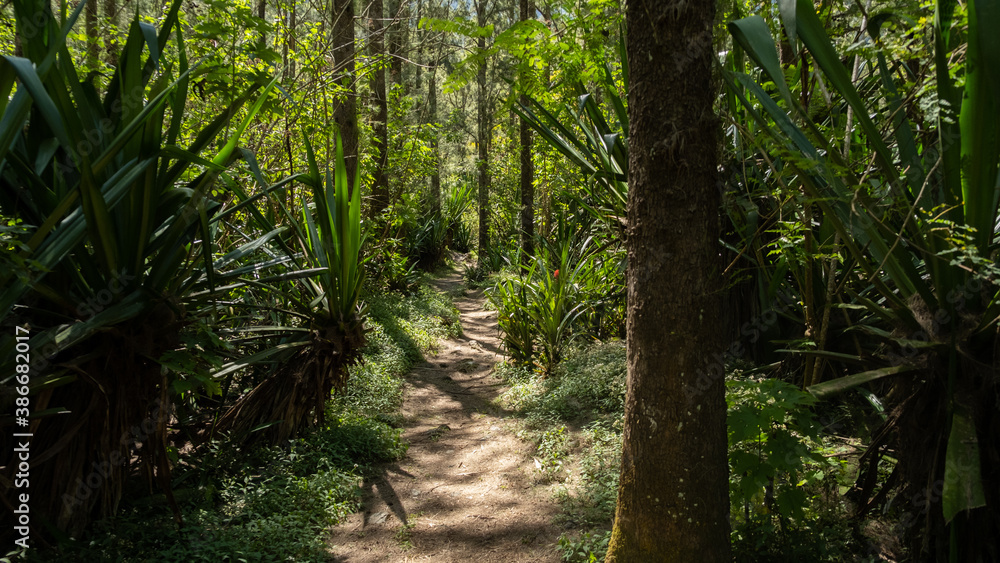 Fototapeta premium Path in the jungle of Reunion Island