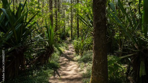 Path in the jungle of Reunion Island