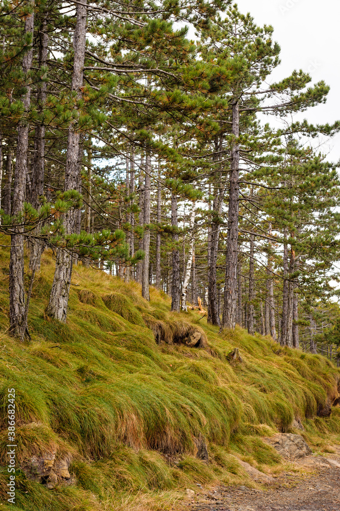 Fototapeta premium trees in the forest