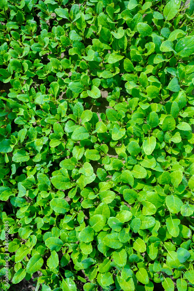 Fresh green leaves covered the land background. Little plants bed background. Fresh green leaves covered the land background. Little plants bed background.