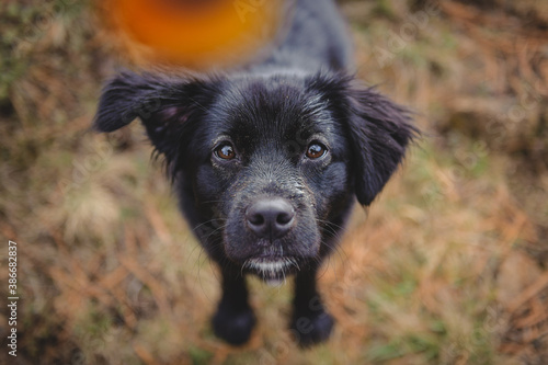 portrait of a black dog