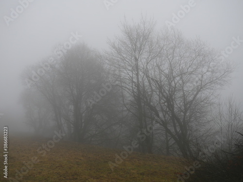 Baeume in dickem Nebel © Marco Cicerale