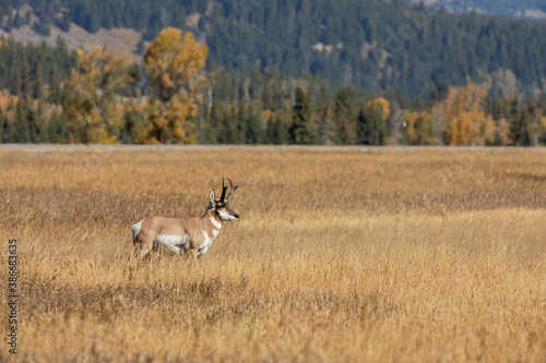 Fototapeta Naklejka Na Ścianę i Meble -  Pronghorn Antelope Buck in Fall in Wyoming