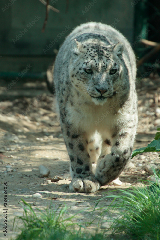 Obraz premium Schneeleopard, Irbis oder Unze (Panthera uncia) Großkatze, Raubtier