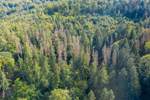 Bird's eye view of sick trees in the midst of healthy trees in Taunus / Germany