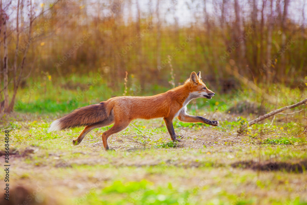 Fototapeta premium Young fox in the reserve, safe, enjoying life surrounded by nature, running and resting