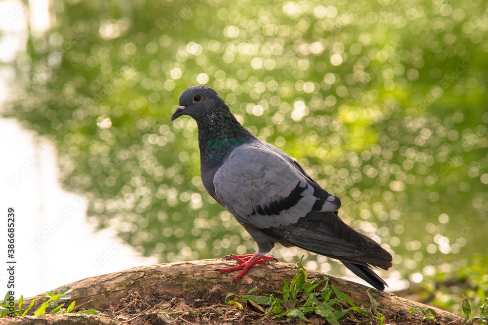 Normal pigeon near the green fresh pond Normal pigeon near the green fresh pond