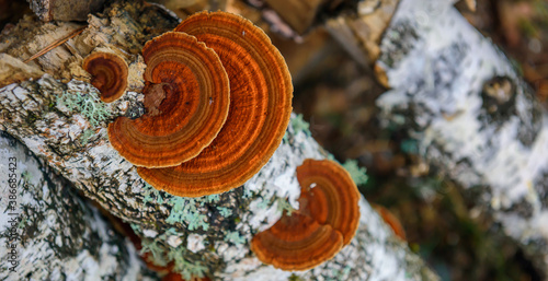 Top view healing chaga mushroom on old birch trunk close up. Red parasite mushroom growth on tree. Bokeh background.