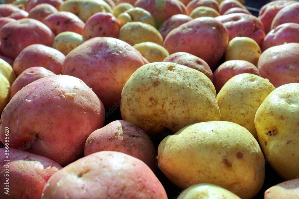 A lot of clean and large potatoes of the new crop. Farmer's natural vegetable on a Sunny day A lot of clean and large potatoes of the new crop. Farmer's natural vegetable on a Sunny day