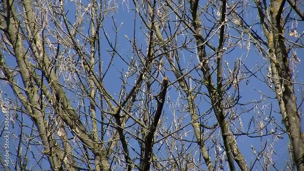 Der Wind spielt sich in den Ästen des Hartriegels vor blauem Himmel Der Wind spielt sich in den Ästen des Hartriegels vor blauem Himmel
