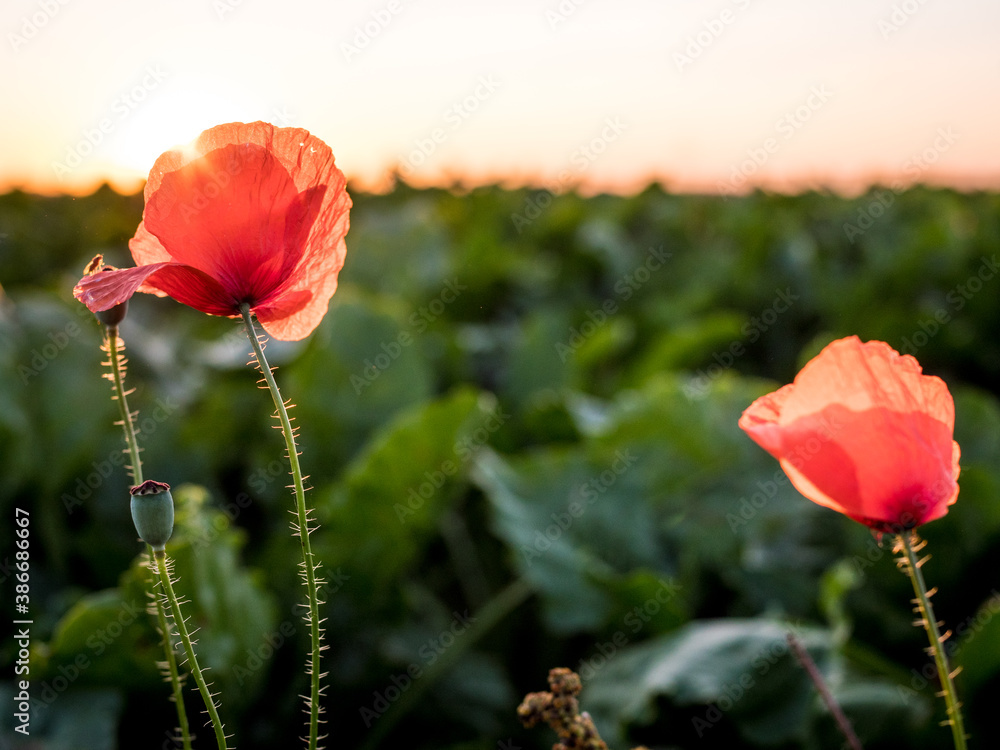 Obraz premium blühender Mohn im Abendlicht