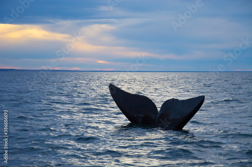 Southern Right whale tail  Puerto Madryn  Patagonia  Argentina