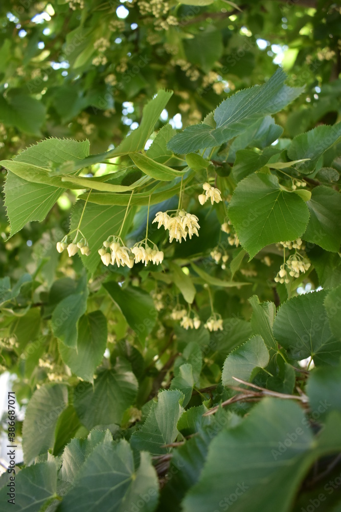 Liden Tree by Morning at Spring Liden Tree by Morning at Spring