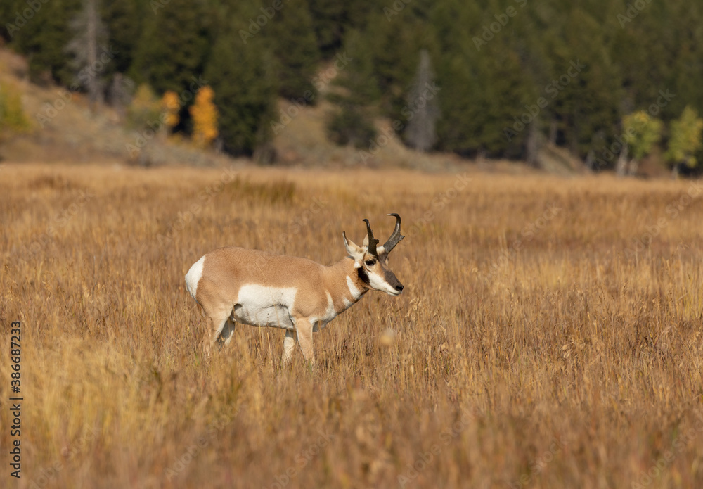 Pronghorn Antelope Buck in Grand Teton National Park Wyoming in Autumn Pronghorn Antelope Buck in Grand Teton National Park Wyoming in Autumn