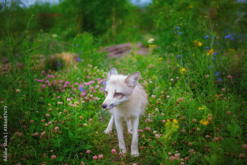 Fototapeta premium Fox in nature in its natural habitat resting after hunting