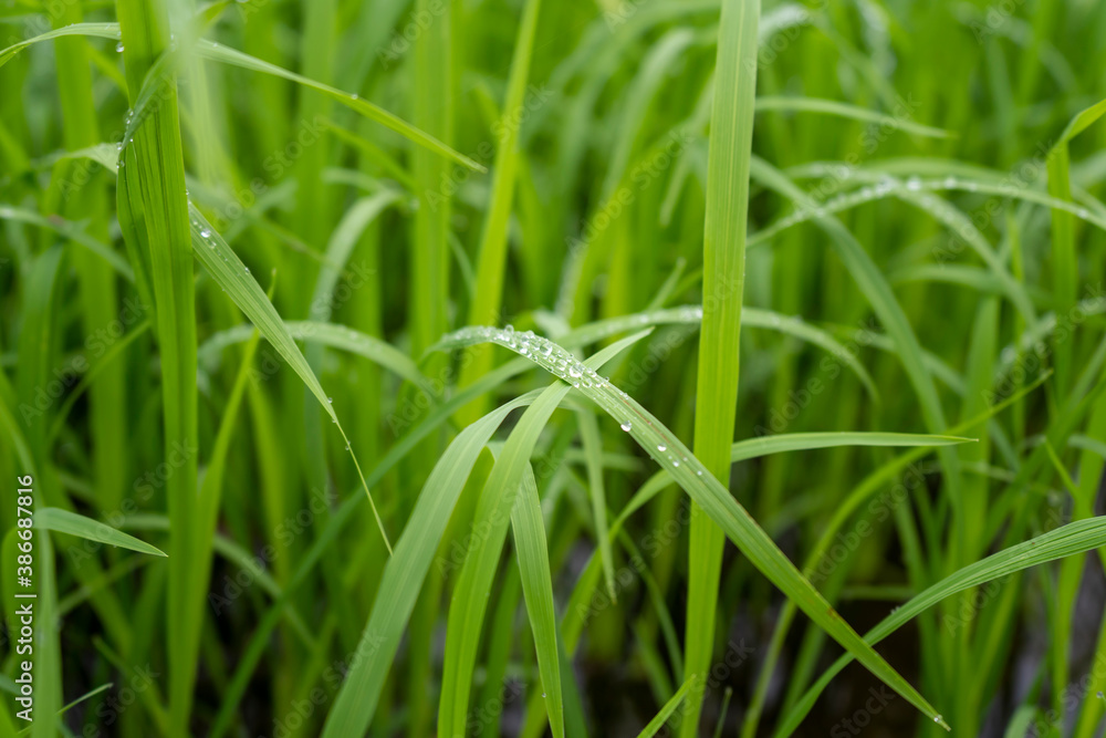 Water drops on fresh green grass background. Green grass background.