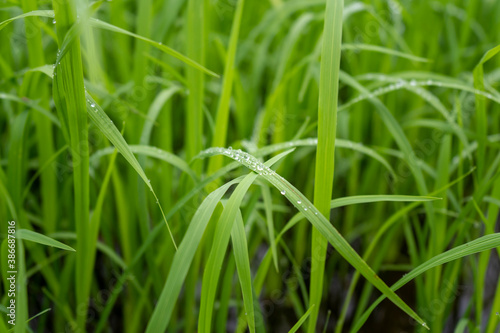 Water drops on fresh green grass background. Green grass background.