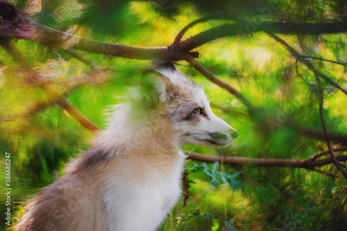 Fox in nature in its natural habitat resting after hunting © pushkareva_daria