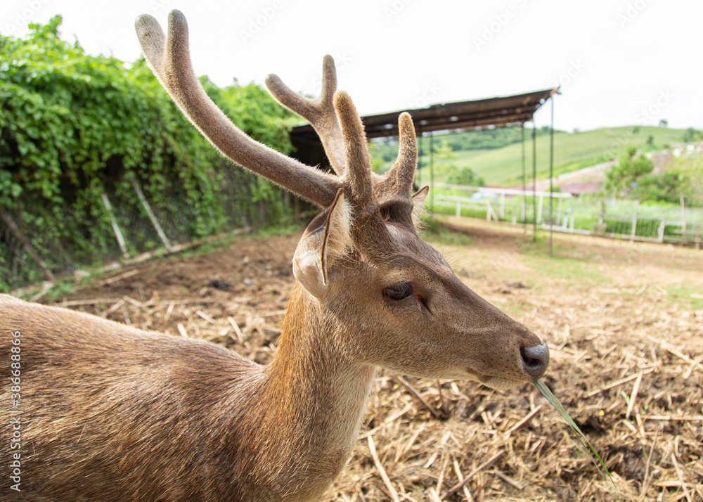 A beautiful horned deer was raised in a zoo.