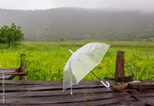  Clear rain umbrellas, placed in the rain, wet on an outdoor wooden floor. © Prayong