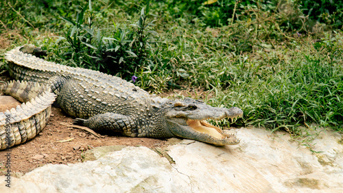 The crocodile in the zoo lies with its mouth open and sunbathing happily photo