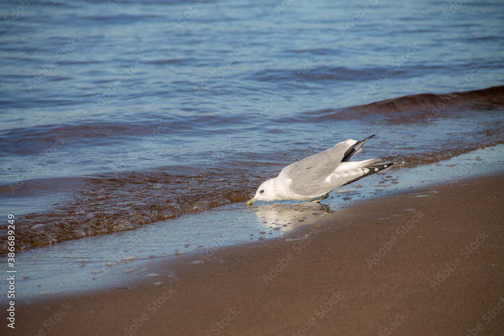 an adult gull stands on the Bank near the water an adult gull stands on the Bank near the water