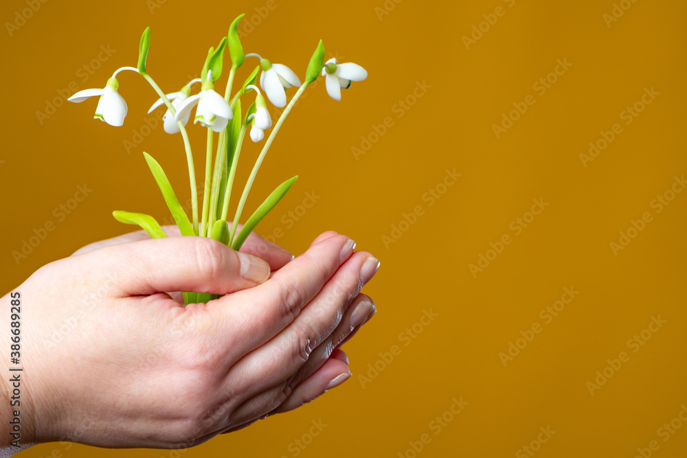 Bouquet of snowdrops. Snowdrops in women's hands on an orange background. Flowers from the fairy tale twelve months. White spring flowers. Environmental concept. Caring for nature. Bouquet of snowdrops. Snowdrops in women's hands on an orange background. Flowers from the fairy tale twelve months. White spring flowers. Environmental concept. Caring for nature.