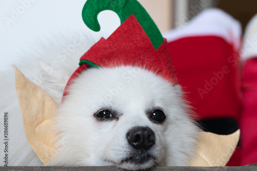 Close-up portrait of funny pug dog in christmas suit wears Santa hat  lying near christmas tree. decorated with Christmas decorations and gifts. Happy New Year and Merry Christmas concept