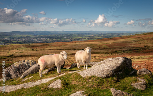 Sheep on Staple Tors Dartmoor photo