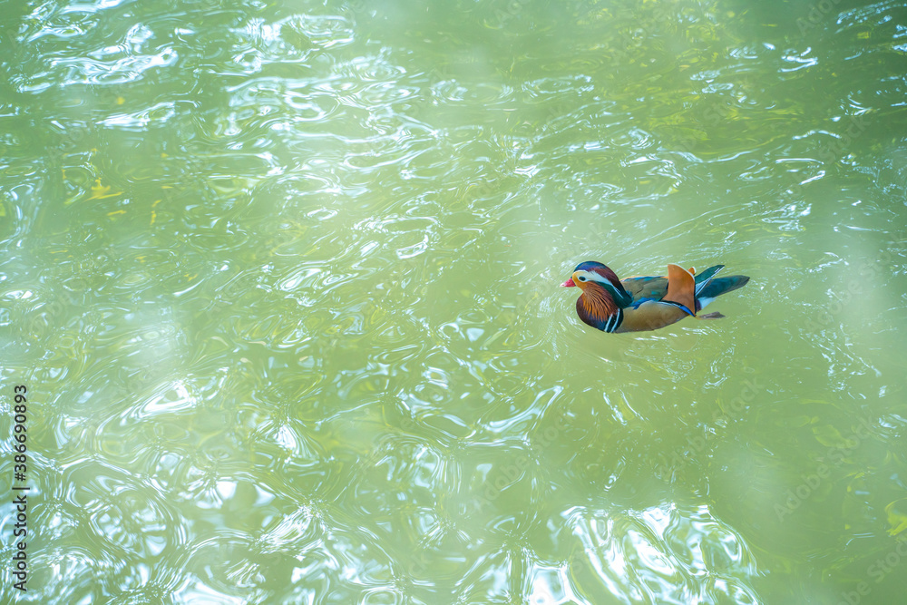 A group of mandarin ducks swimming in a lake, in a zoo.