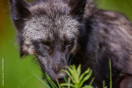 Close-up, portrait of a fox with an expressive look in its natural habitat while hunting