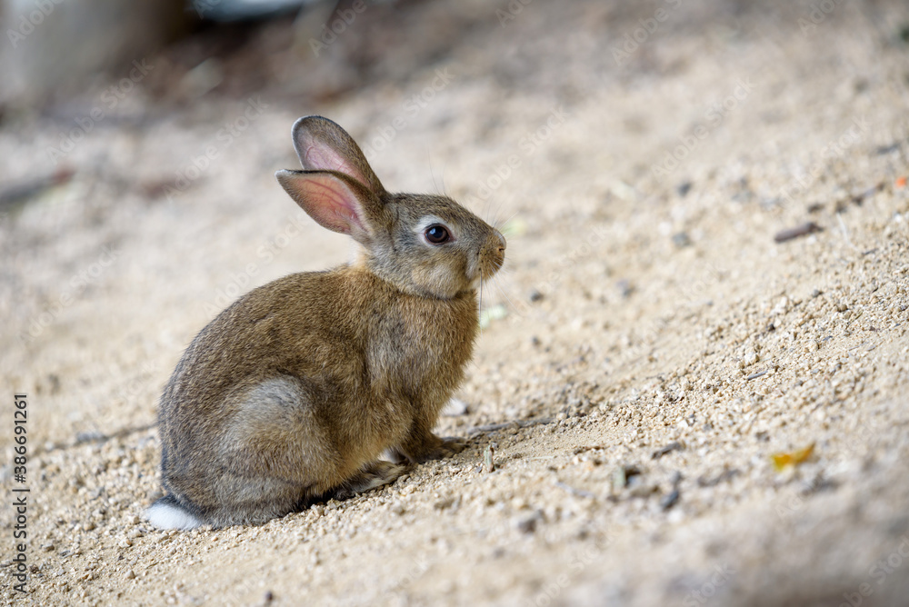 Little European rabbit, on the island of Ohkunoshima in Hiroshima Prefecture. Japan