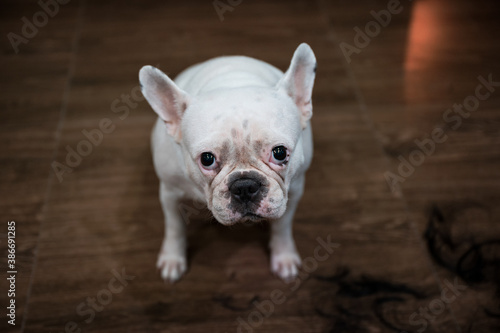 White puppy french bulldog sitting and staring at camera