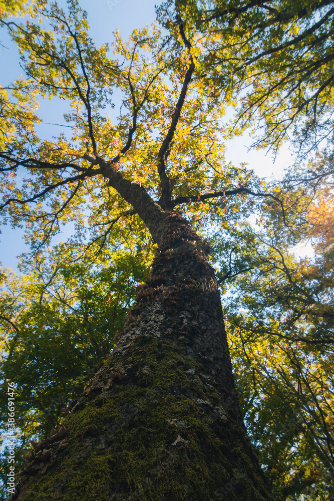 Naklejka premium Hayedo de Montejo
