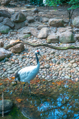 A beautiful white crane with black neck in a zoo.