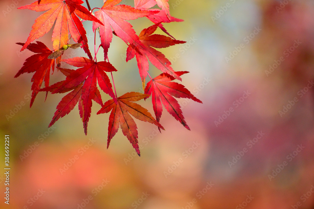 紅葉 紅葉