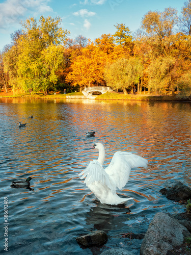 White swan flaps its wings in an autumn park.