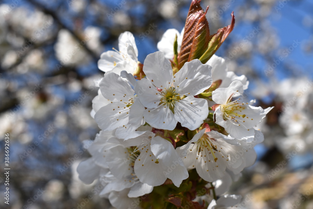 tree blossom tree blossom