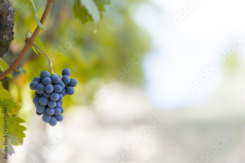 Red grapes in a vineyard, La Rioja, Spain