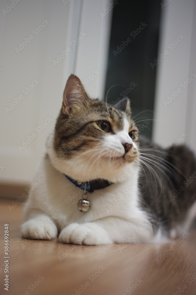 Black and white striped fat cat Sitting and looking around in the room Black and white striped fat cat Sitting and looking around in the room